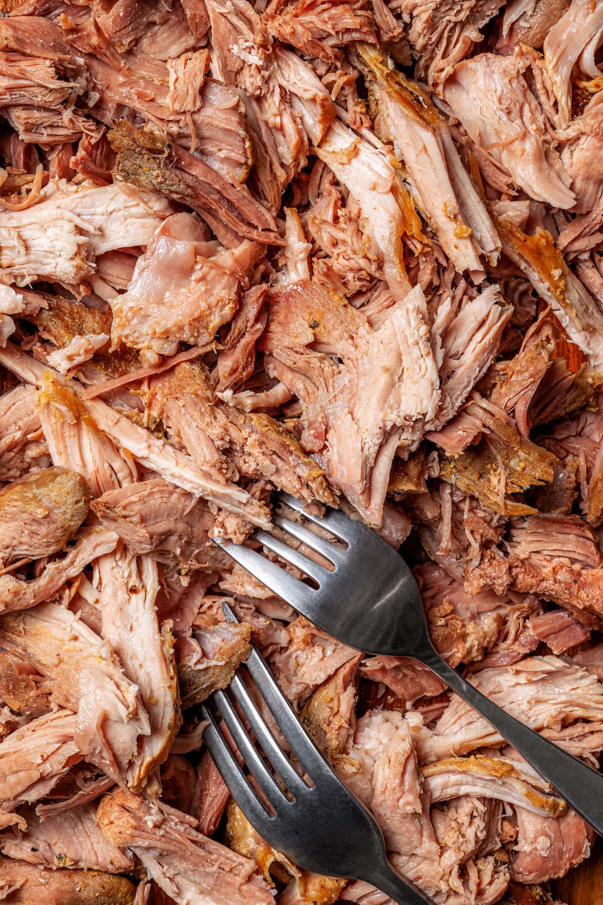Shredding pernil with forks