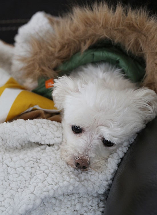 These lightened-up red velvet pancakes are made with a blend of white whole wheat flour and all purpose, then topped with a light cream cheese topping. I adore red velvet, so I can't think of a more fitting time to make red velvet pancakes, then for Valentine's Day!