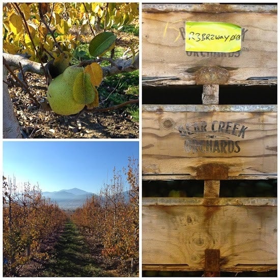 A close-up of a pear growing on a tree, a path through a pear orchard with mountains in the background, a wooden orchard box with Bear Creek Orchards logo