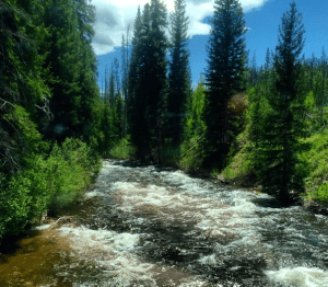 Unplanned Road Trip Planning As A Freelancer With Dogs 2