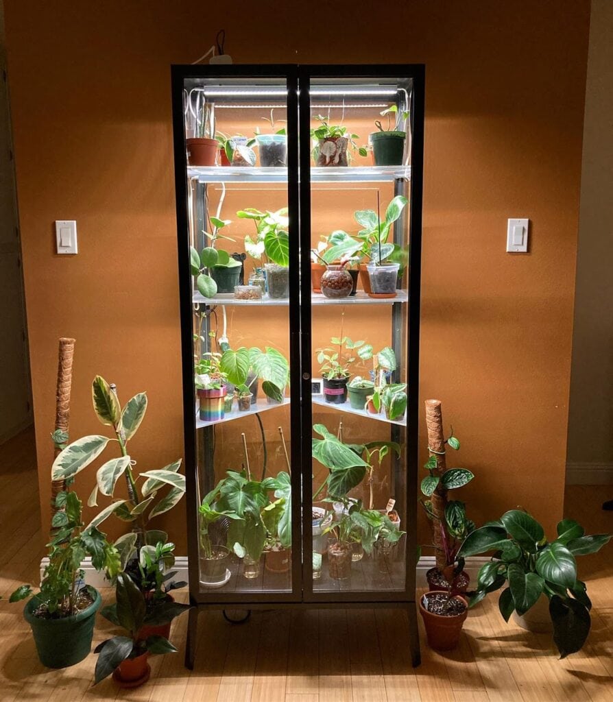 Here are some more of my personal indoor plants. Where to sell plants locally and online